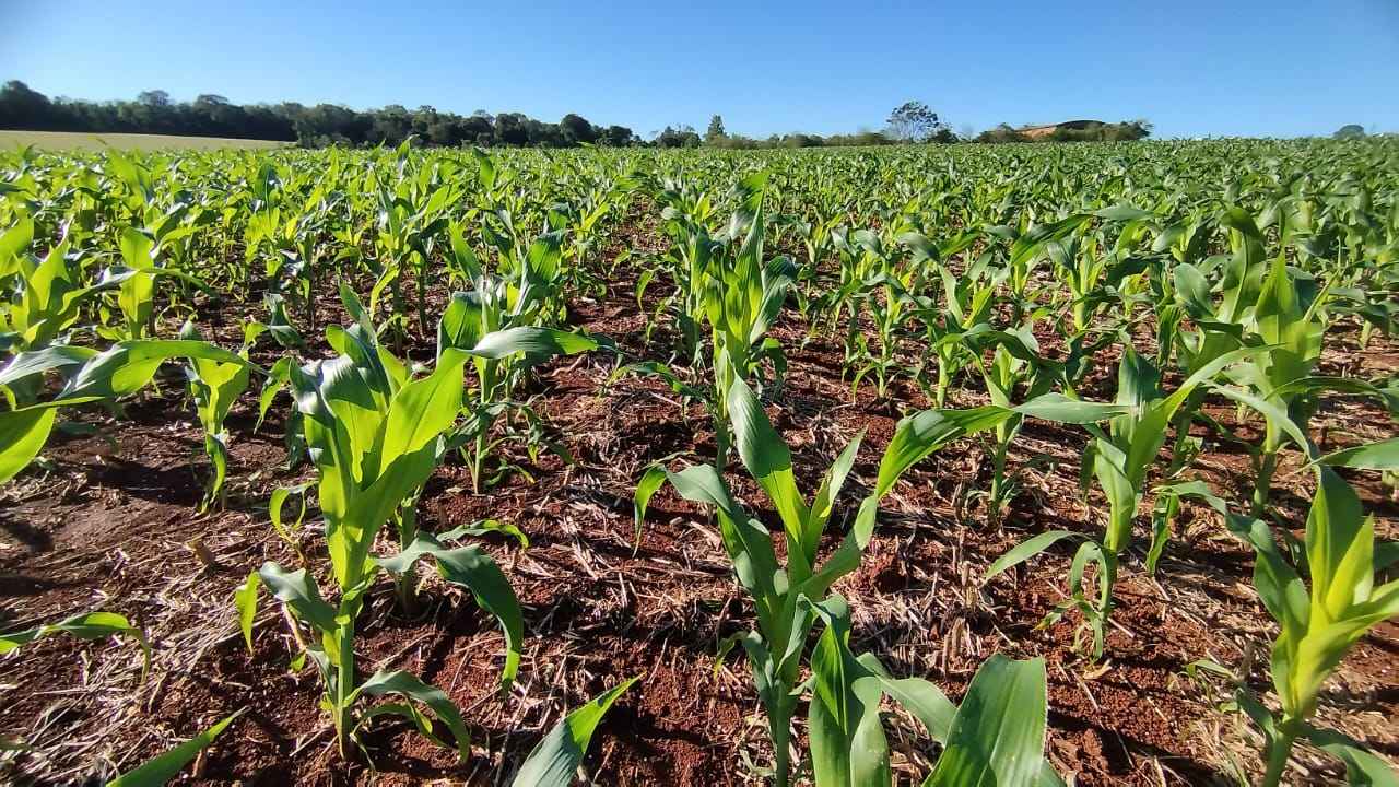 Foto: José Schafer, em Santa Rosa