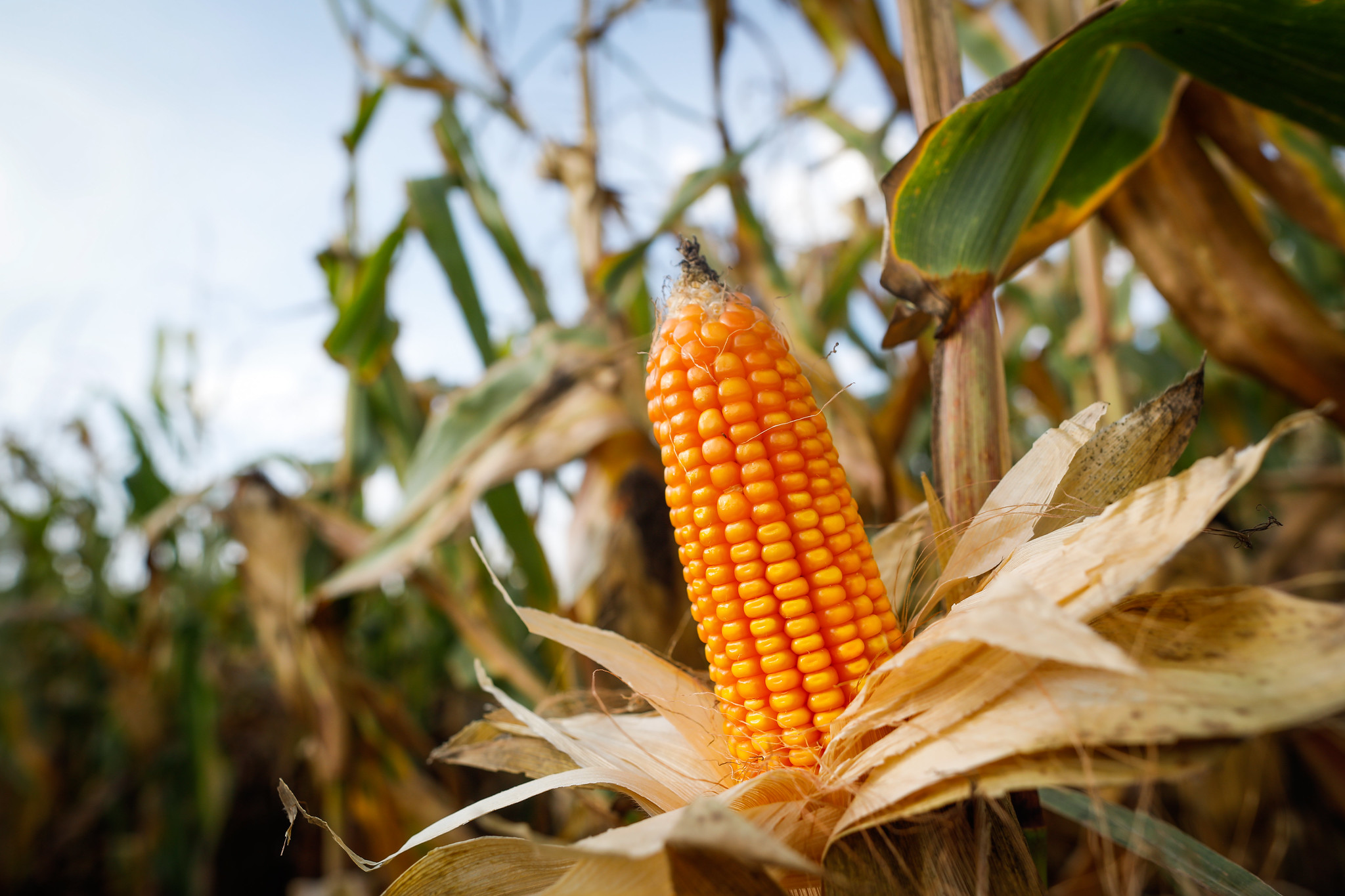 Aumento está atrelado às recentes altas do mercado internacional, à maior demanda externa pelo cereal brasileiro e aos baixos estoques de compradores domésticos. - Foto: Wenderson Araujo/CNA