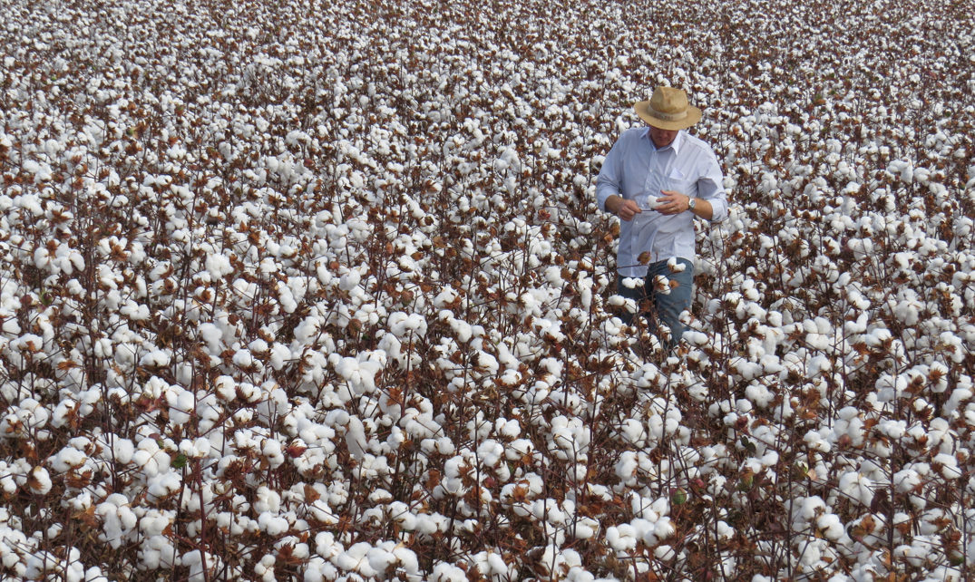 Instituição contribuiu para que o Brasil tivesse salto produtivo; hoje o país é o quarto maior produtor do mundo, segundo maior exportador e o sétimo maior consumidor; Foto:&nbsp;Fabiano Perina