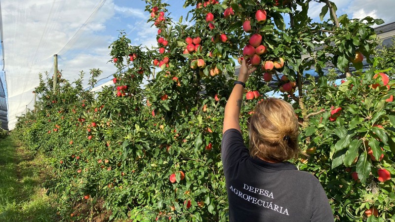 Monitoramento de mosca-das-frutas faz parte das exigências de exportação para a Colômbia. - Foto: Liese Vargas