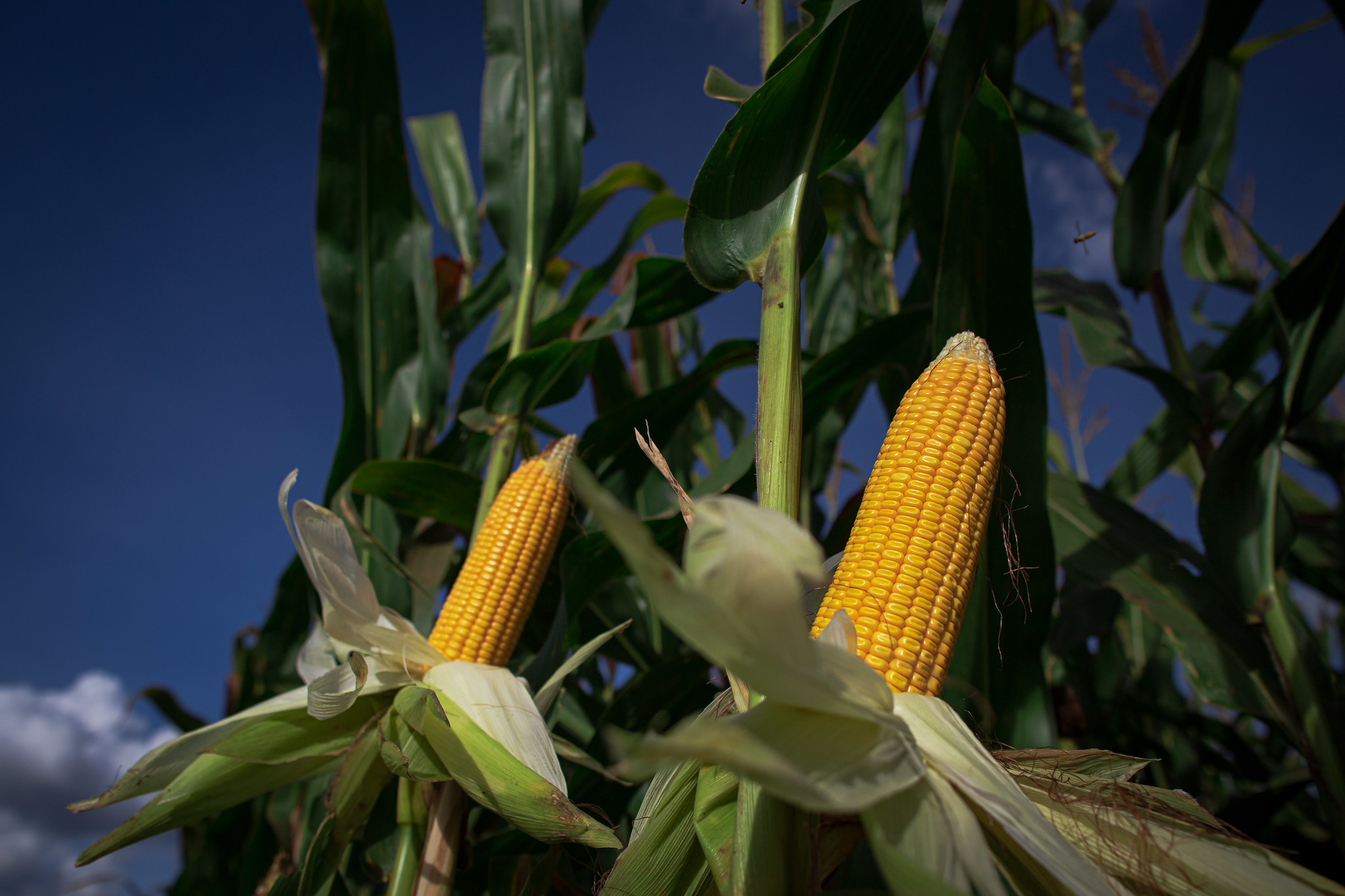 Plantio chega a 97% da área total estimada, sendo 34% já está colhido, 13% está em germinação e desenvolvimento vegetativo, 26% em enchimento de grãos e 20% em maturação. - Foto: Wenderson Araujo/CNA