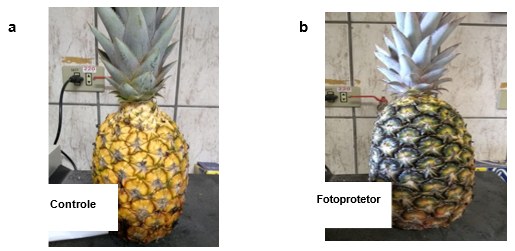 Figura 1. (a) Imagem de um fruto de abacaxi “Pérola” do tratamento controle (sem aplicação de fotoprotetor), com presença de fissuras e escurecimento no fruto; (b) Imagem de um fruto de abacaxi “Pérola” com uso de fotoprotetor