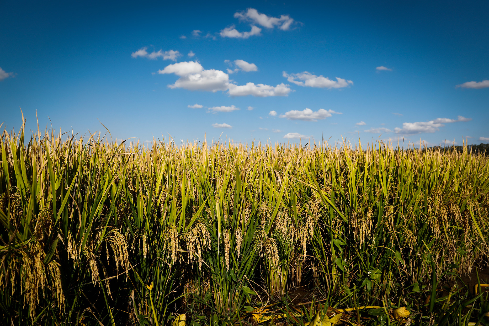 Os destaques para esse levantamento são o avanço da semeadura do arroz, feijão 1ª safra, milho 1ª safra e soja, além do acompanhamento da colheita do trigo; Foto: Wenderson Araujo/CNA