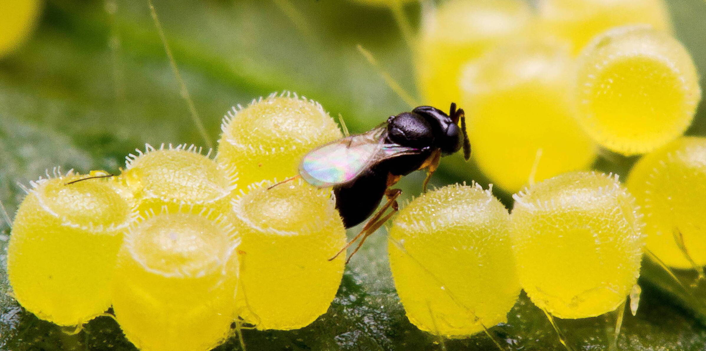 Telenomus podisi parasitando ovos do percevejo Euschistus heros - Foto: Adair Carneiro