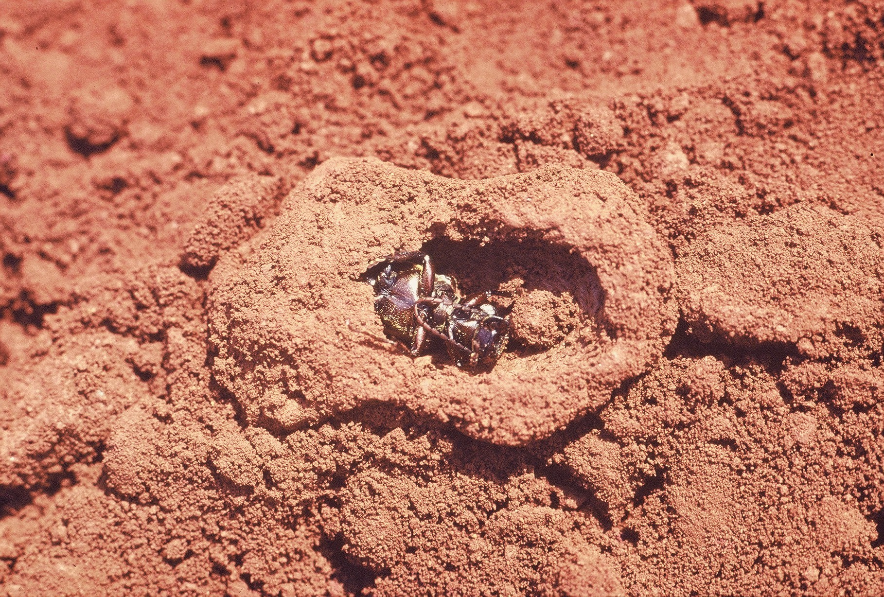 A metamorfose se procede no solo onde a larva constrói uma câmara pupal