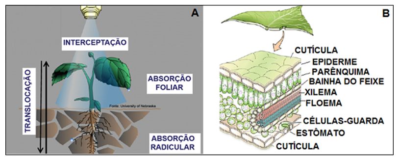 Figura 1: Interação planta-herbicida (A) e barreiras do tecido foliar que afetam a absorção e translocação (B). Adaptado de Taiz e Zeiger, (2013).