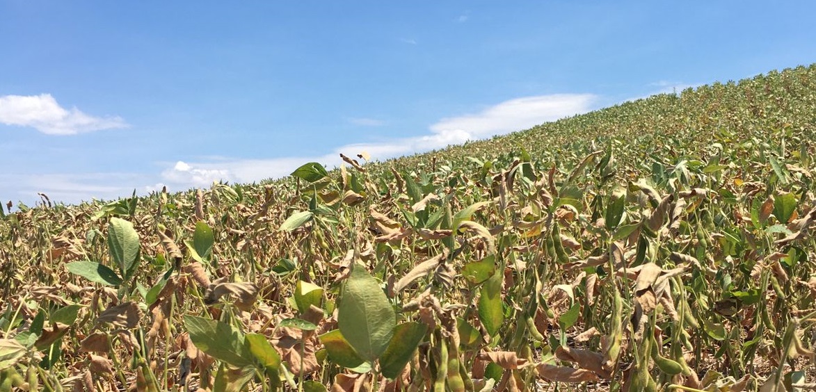 4% da área cultivada já está em maturação, outros 44% em enchimento de grãos, 37% em floração e 15% ainda em germinação e desenvolvimento vegetativo. - Foto: Divulgação