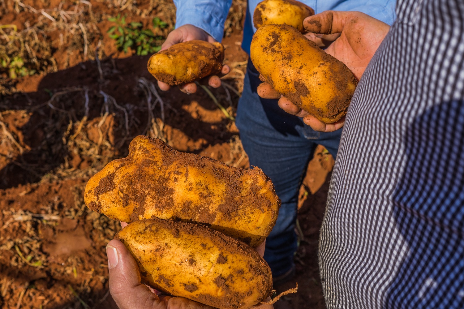 Com o uso de fertilizantes com bactérias inteligentes, fazenda do Triângulo Mineiro obtém aumento de 5% na produtividade e de 10% no crescimento médio dos batatais. - Foto: Divulgação