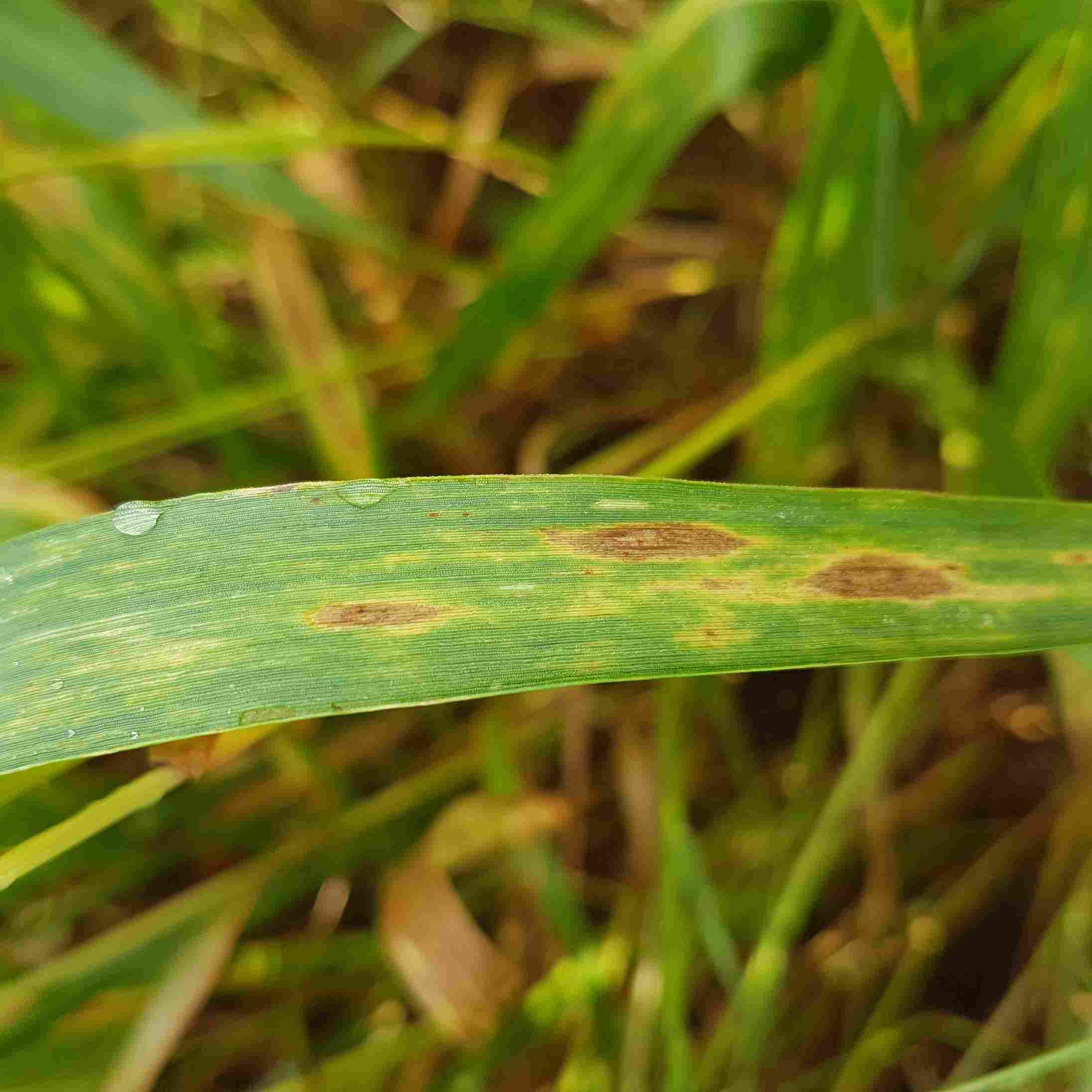 Entre as medidas de controle da mancha-amarela, encontram-se a rotação com culturas não hospedeiras, incluindo a canola e o nabo, bem como a eliminação de plantas voluntárias de azevém, centeio, cevada, trigo e triticale&nbsp;