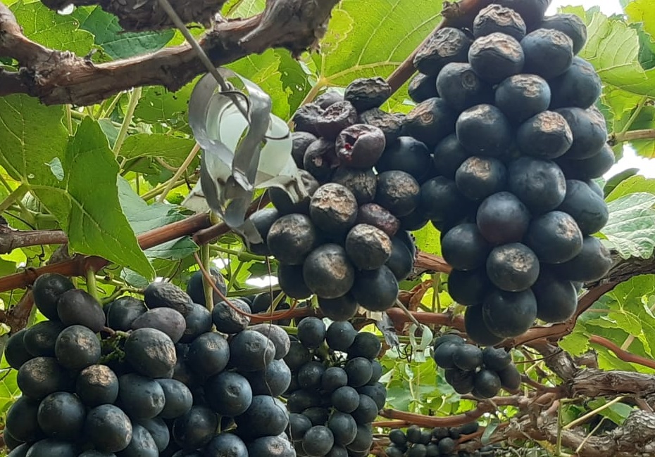Doença que se desenvolve em condições de clima úmido e quente, causa grandes perdas na produção e na qualidade das uvas. - Foto:&nbsp;Diógenes Batista