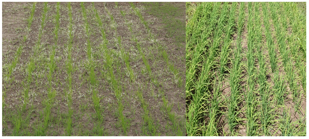 Figura 4. Resultado da aplicação de clomazone (esquerda) em pré-emergência e glyphosate no “ponto de agulha” (direita).