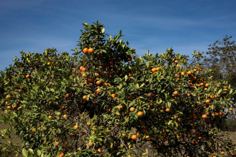 No RS são cultivados 14.652 ha de laranja, 9.795 ha de bergamota e 786 ha de limão. - Foto: Fernando Dias/Seapdr