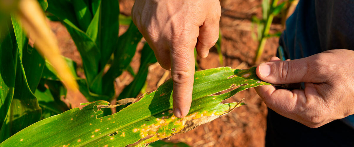 Iniciativa do SENAR-PR seleciona, até 8 de agosto, projetos que vão investigar impactos e buscar soluções para controle dos enfezamentos do milho. - Foto: Divulgação Sistema FAEP/SENAR-PR