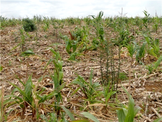 Área compresença de milho tiguera no período de entressafra. Fonte de alimento e de multiplicação de Dalbus maidis.