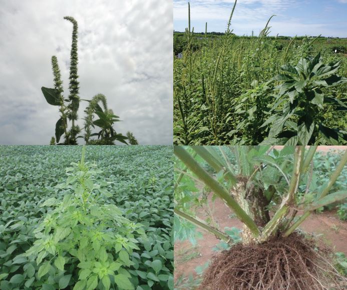 Amaranthus palmeri; Foto: Dionísio Luiz Pisa Gazziero