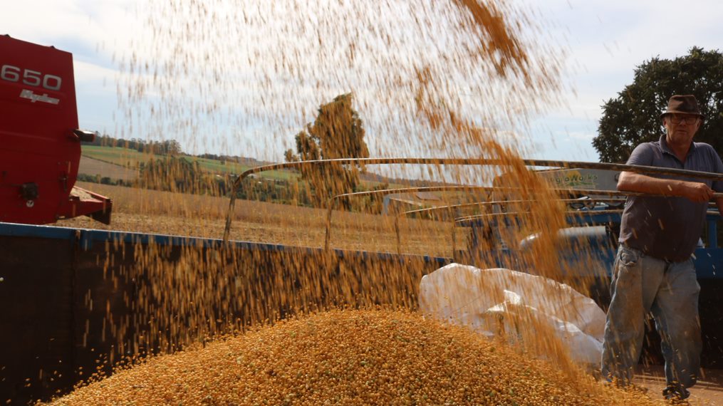 &nbsp;A colheita da soja alcançou 97% da área cultivada, enquanto a do milho chega a 89% | Foto: José Schafer