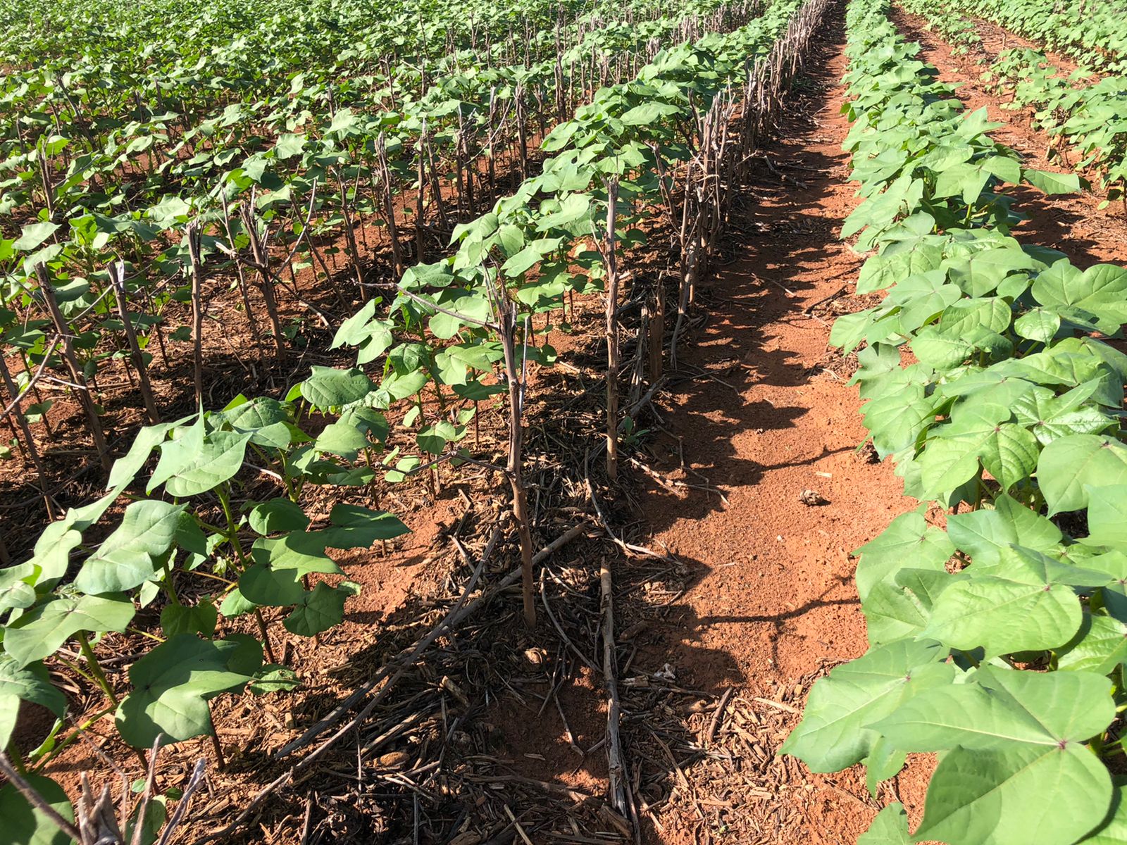 Com isso, a área dedicada à&nbsp;commodity&nbsp;no estado encerra o período com 306.375 hectares (ha). - Foto: Divulgação&nbsp;&nbsp;