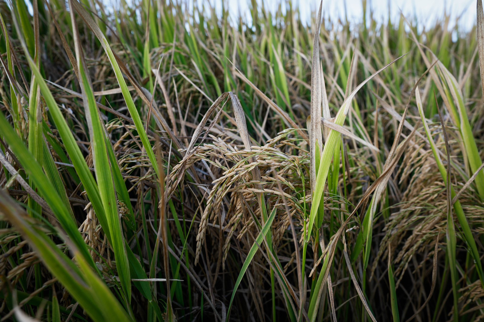 Clima seco em partes da região Sul pode reforçar a queda na produção nacional, levando a colheita para o menor volume do século -&nbsp; Foto: Wenderson Araujo/CNA