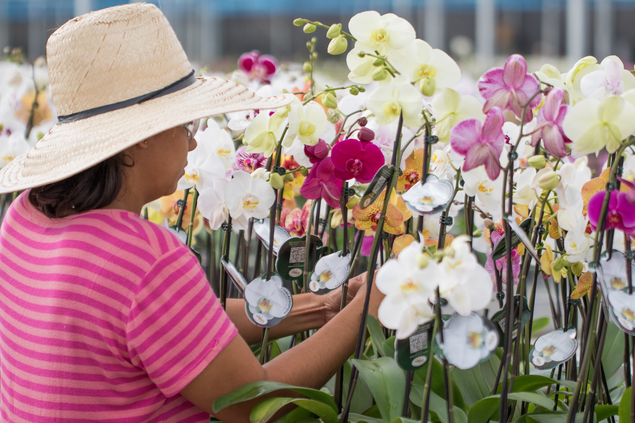 De 2020 para 2021, o mercado de flores no país cresceu 15% de acordo com a Ibraflor (Instituto Brasileiro de Floricultura). - Foto: Tony Oliveira/CNA