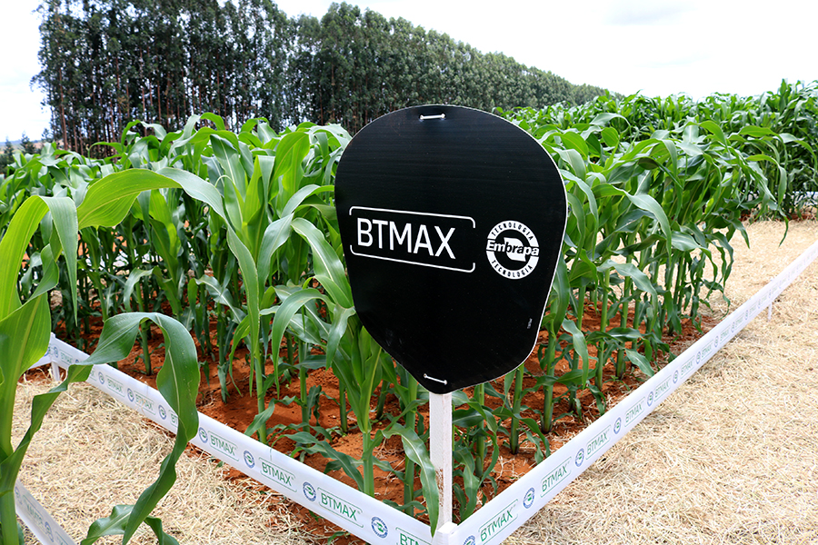 Cultivar de milho com o evento BTMAX na sede da Agroceres em Patos de Minas (MG); Foto: Guilherme Viana
