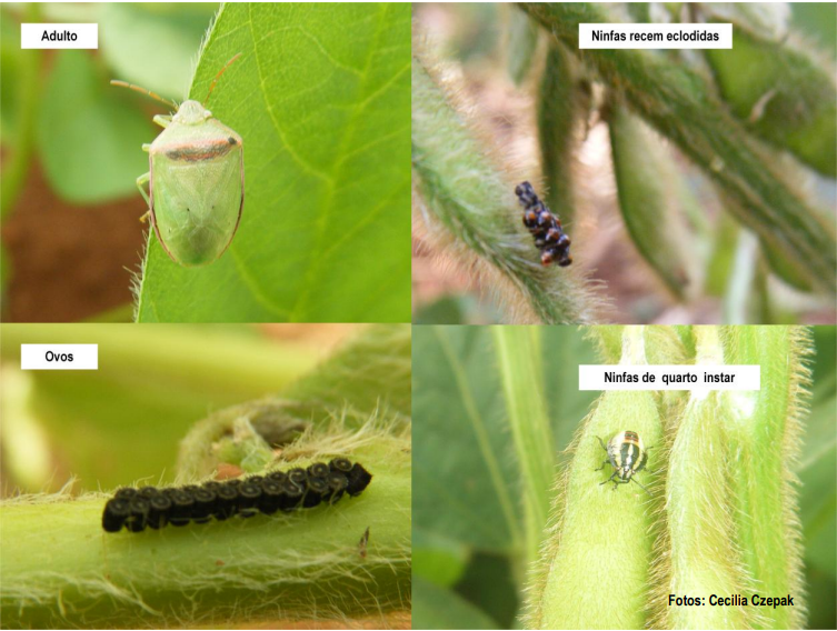 Figura 9 - Adulto, ovos e ninfas de Piezodorus guildinii em cultivo de soja