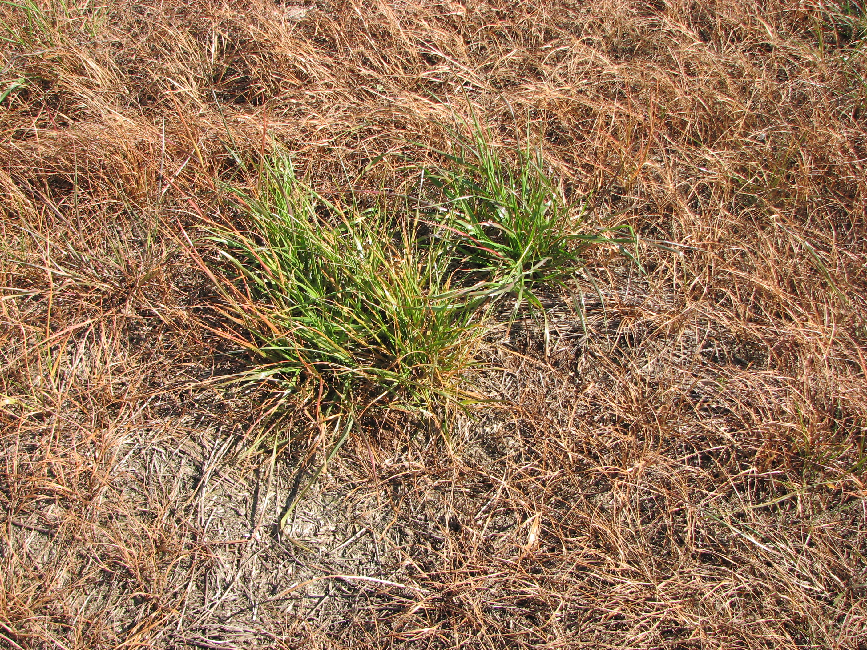 Plantas de azevém resistentes a herbicidas EPSPs e ALS