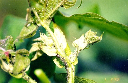 Colônia de pulgões (Aphis gossypii) no algodoeiro