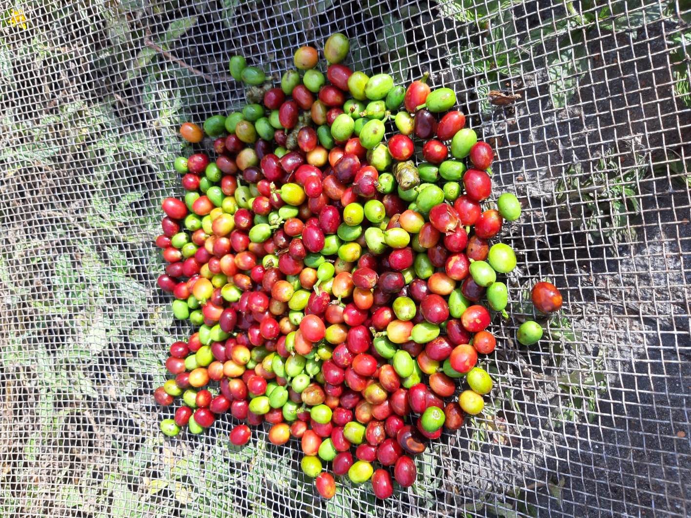 Durante o encontro, a plataforma de café da Syngenta promoverá palestra ministrada pelo prof. Flávio Borém da Universidade Federal de Lavras, sobre o impacto climático na produção cafeeira. - Foto: Divulgação