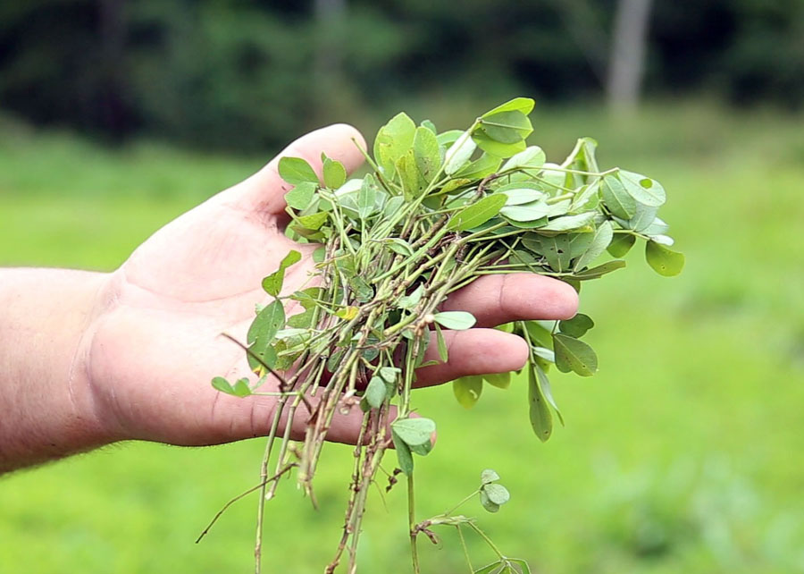 Nutritiva e palatável, a BRS Oquira é recomendada para o consórcio com pastagens em três biomas: Amazônia, Mata Atlântica e Cerrado; Foto: Divulgação Embrapa