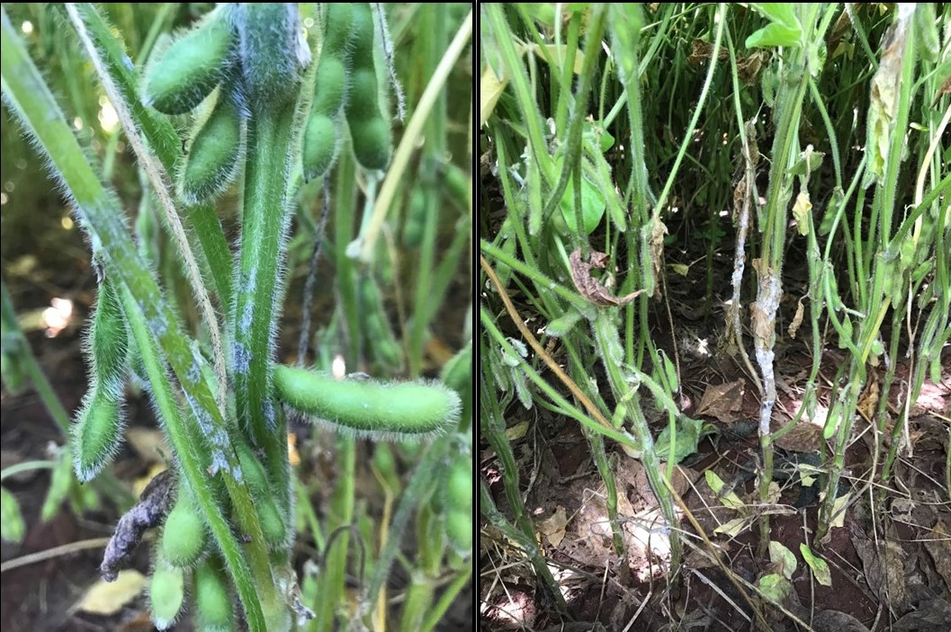 Estágios iniciais do desenvolvimento micelial de Sclerotinia sclesotiorum em plantas de soja. Santa Bárbara do Sul/RS