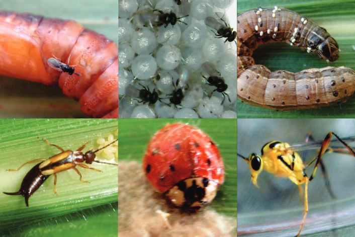 Evento recebe mesa-redonda "Controle Biológico de Pragas Exóticas no País”, no XXVIII Congresso Brasileiro de Entomologia a ser realizado de 30 de agosto a 2 de setembro em Fortaleza, CE. - Foto: Ivan Cruz