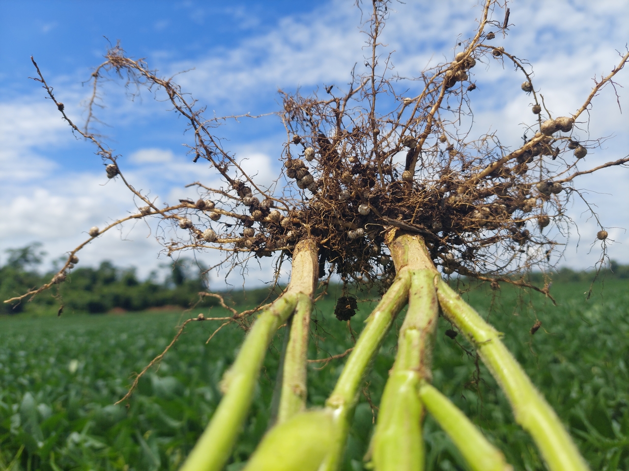 Novas formulações possuem potente ação bionematicida e biofungicida em um único produto; além de blindar as plantas contra os ataques, é uma potente ferramenta que ajuda a melhorar as condições do solo; Foto: Divulgação