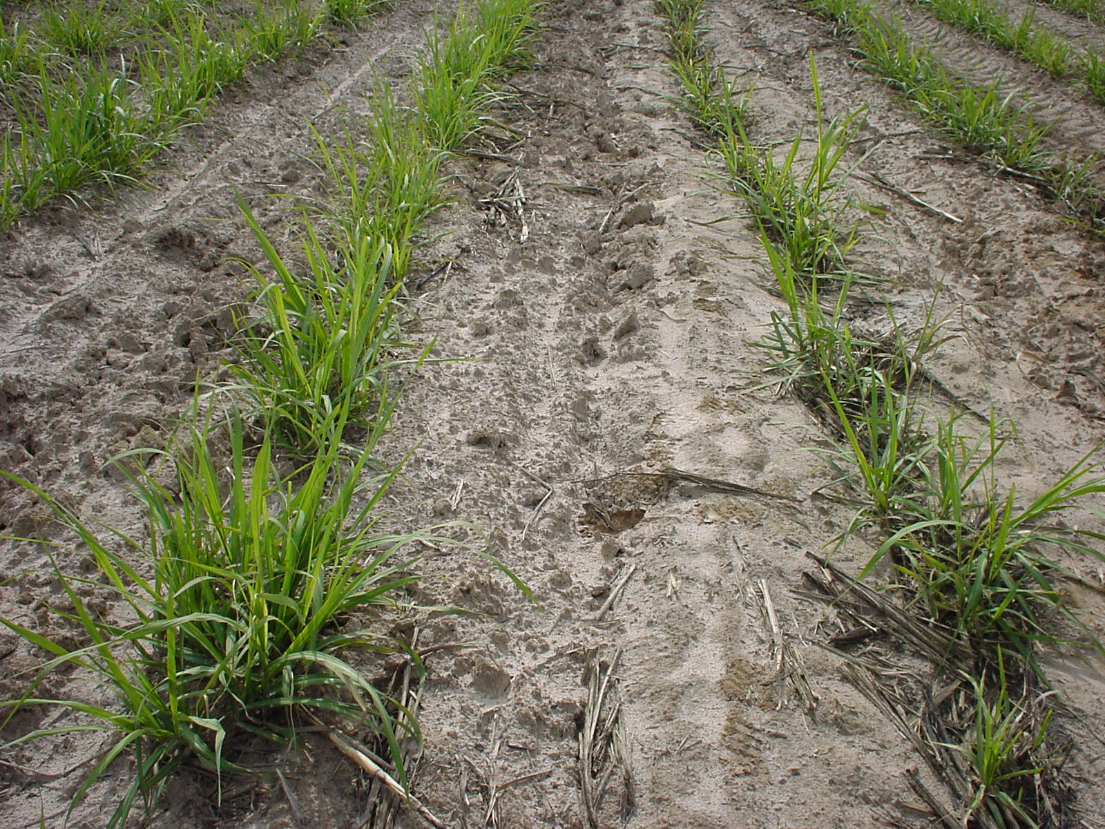 Área infestada por nematoides, tratado (à esquerda) ou não (à direita) com nematicida na soqueira