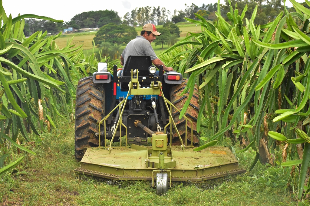 Uma das atividades desempenhadas pelo R65 no Sítio Cajueiro é a roçada nas entre linhas das plantações de caju, pitaia e lichia