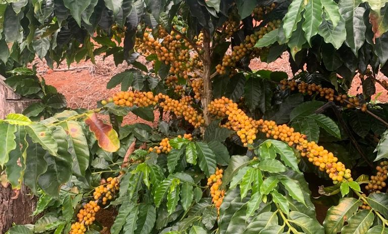 Café da cultivar MGS Paraíso 2 plantado no sítio Ventania.&nbsp; - Foto: Divulgação EPAMIG