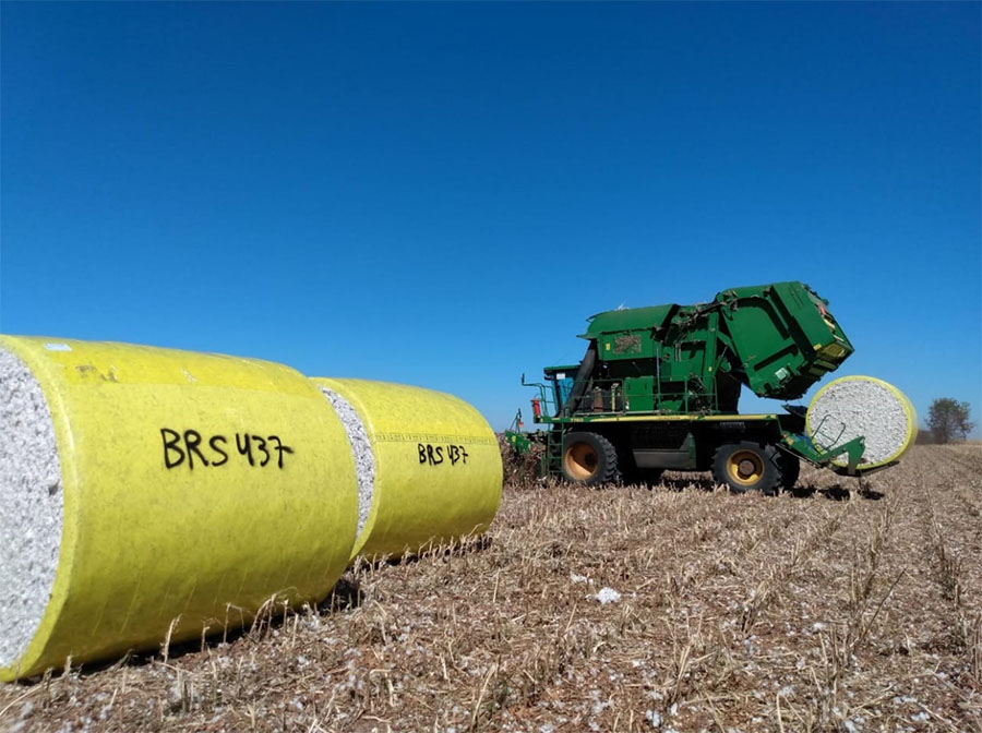 BRS 437 B2RF é uma cultivar transgênica com resistência múltipla a doenças, com destaque para a mancha de ramulária, considerada a principal doença do algodoeiro no País. - Foto: Fundação Bahia