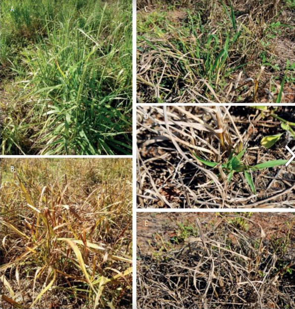 Avaliação de controle de capim-amargoso com mistura de herbicidas (A) Plantas antes da aplicação; (B) Plantas 14 dias após aplicação (glifosato+haloxifope+2,4-D) com sintomas características de graminicidas; (C) Plantas 21 dias após a aplicação do sequencial – controle aproximado de 70% (1ª aplicação: glifosato+haloxifope+2,4-D; 2ª aplicação: glifosato+haloxifope – 21 dias de intervalo entre as aplicações); (D) Detalhe do rebrote das plantas do tratamento anterior; (E) Plantas 21 dias após a aplicação do sequencial, sem latifolicida na mistura - controle aproximado de 95% (1ª aplicação: glifosato+haloxifope; 2ª aplicação: glifosato+haloxifope – 21 dias de intervalo entre as aplicações).