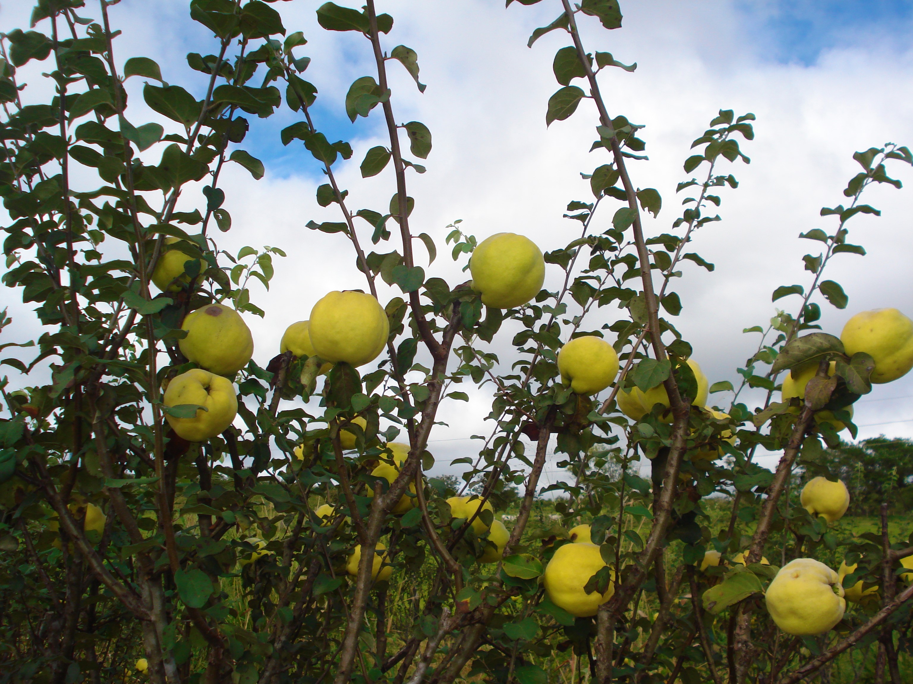 Minas Gerais já foi grande produtor da fruta e pode retomar a atividade