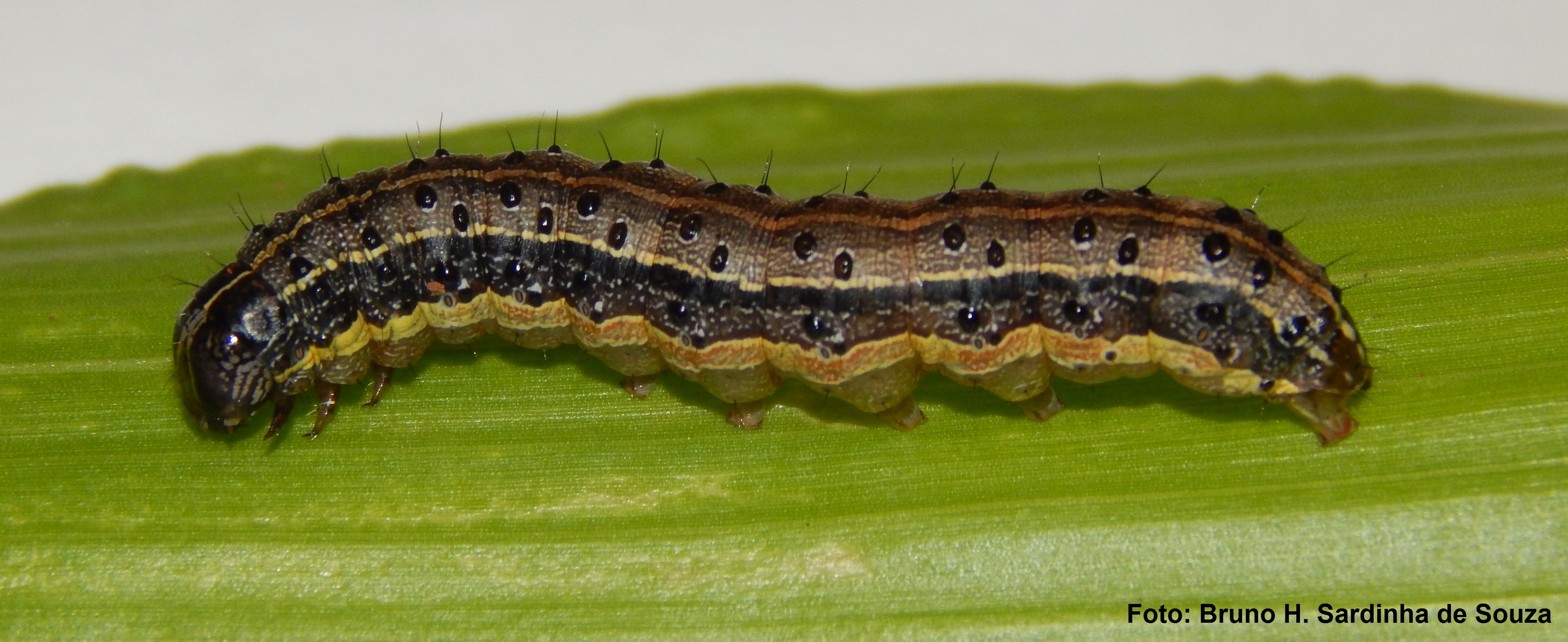 Entre as espécies do gênero Spodoptera, S. frugiperda é a mais frequentemente encontrada se alimentando de cotilédones e folhas de plantas recém-germinadas