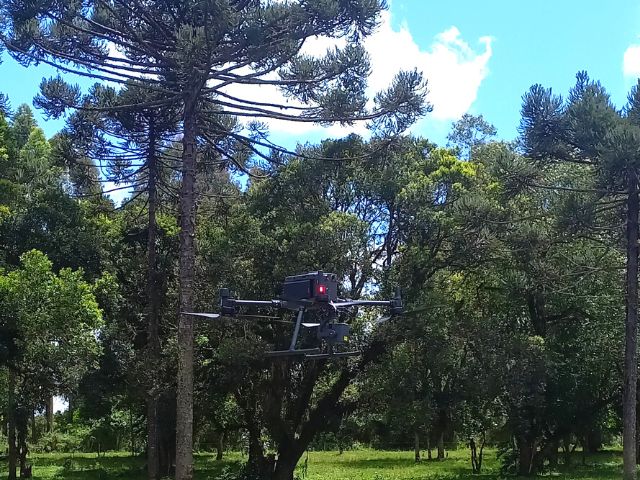 Biomassa aérea em caíva melhorada com missioneira-gigante está sendo avaliada com uso de drone; Foto: Divulgação Epagri