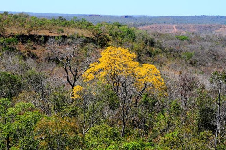 Recentemente o Tocantins se tornou elegível a transacionar recursos financeiros no mercado carbono. - Foto: Divulgação