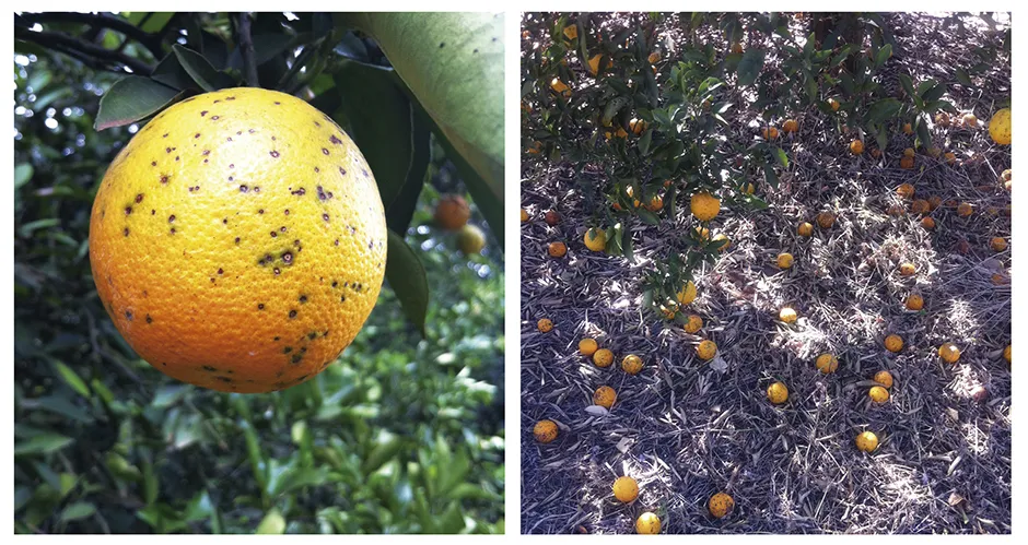 Quantidade de aplicações de fungicidas pode ser estabelecida de acordo com a variedade da laranja; é fundamental que a tecnologia de aplicação usada seja a recomendada; Foto: Divulgação