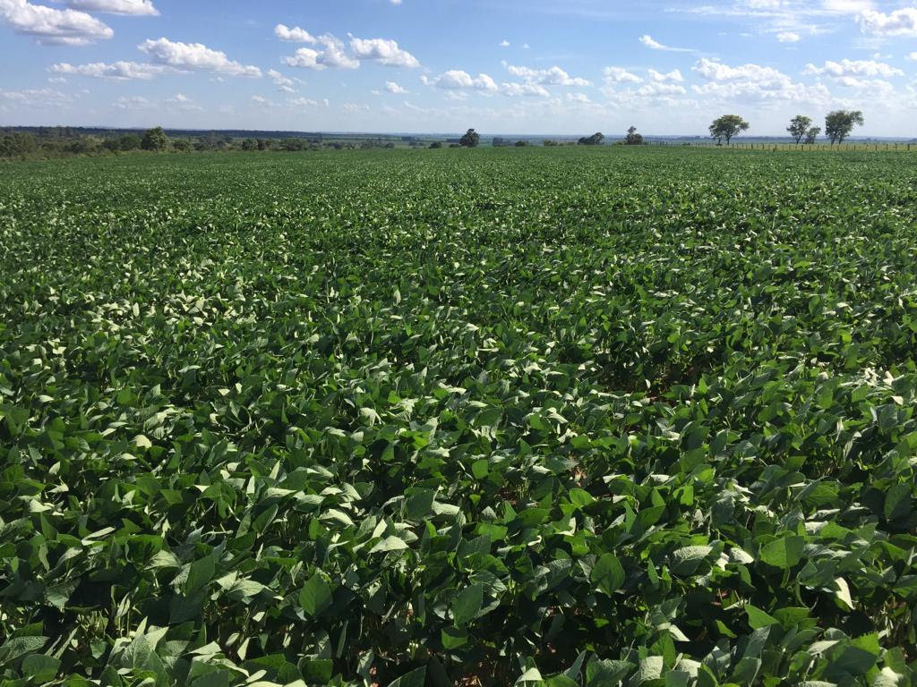 Depois de testado e aprovado nas lavouras do Sul do país, tecnologia nacional vem transformando o solo da região e ampliando o potencial produtivo. - Foto: Divulgação