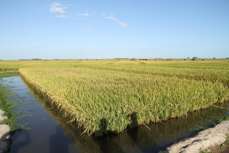 Documento indica os períodos de semeadura e municípios favoráveis para o cultivo do arroz irrigado com base em três níveis de risco climático. - Foto: Paulo Lanzetta/Embrapa