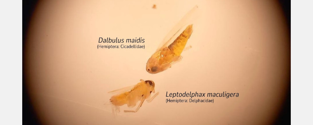 Figura 1 - exemplar de “L. maculigera” disposta ao lado de “Dalbulus maidis” (Hemiptera: Cicadellidae)