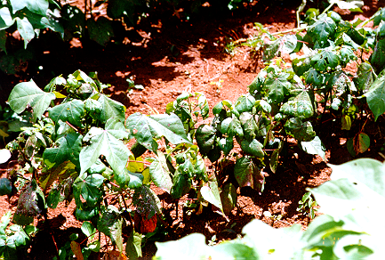 Fileira de plantas de algodão com sintomas de doença azul