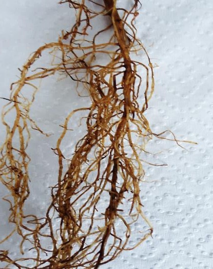 Sintomas visualizados nas raízes de soja infectadas