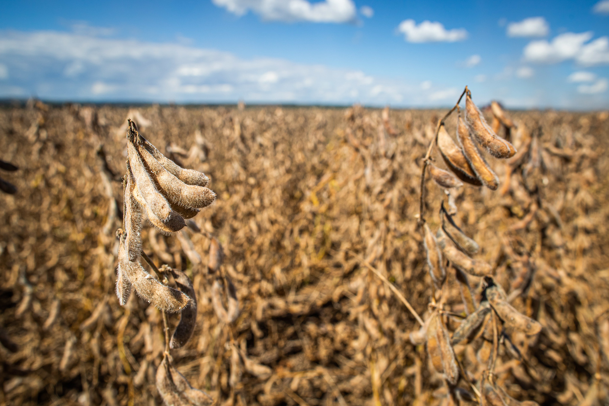 Divulgação de informações é fator de competividade para a agroindústria. - Foto: Wenderson Araujo/CNA