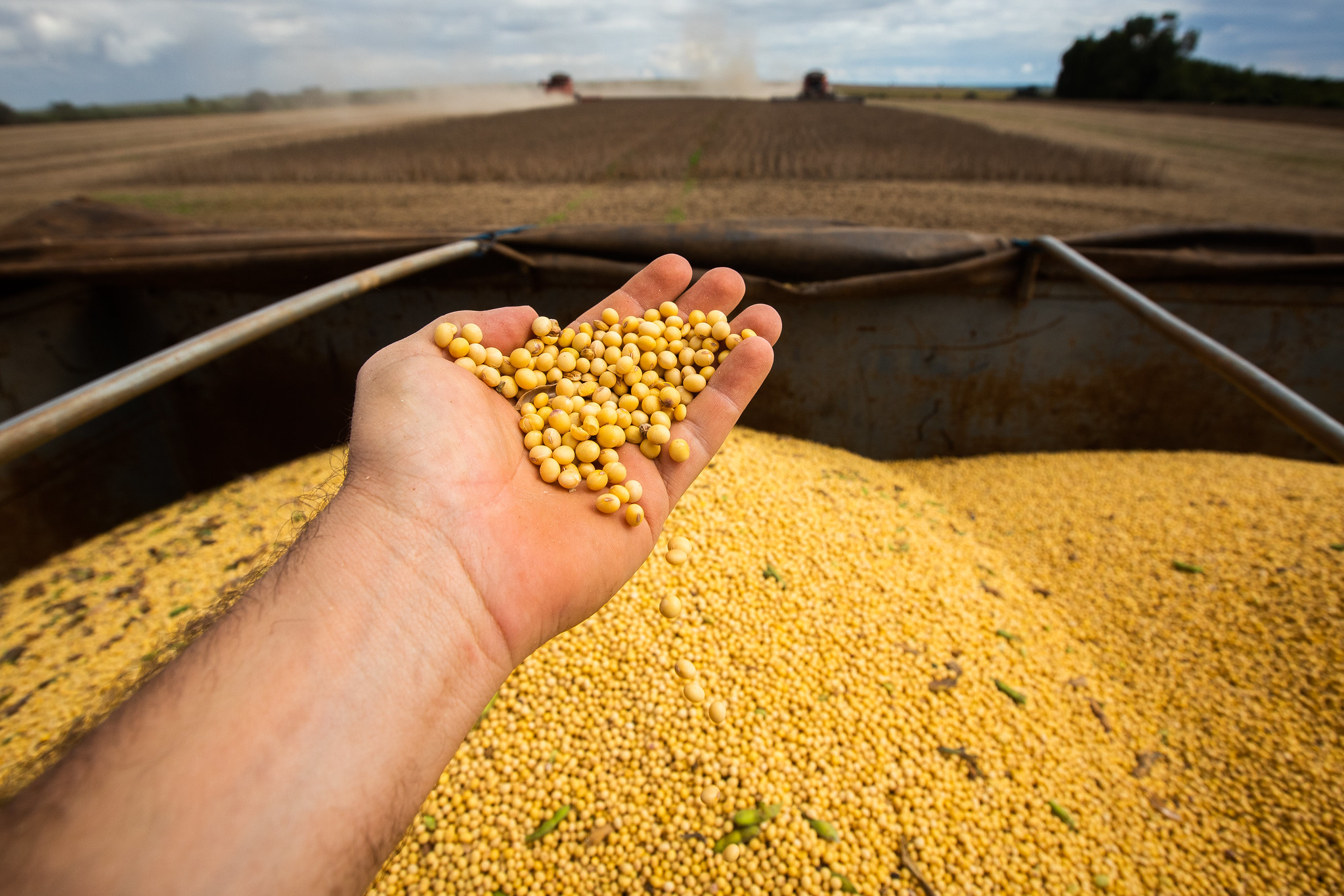 As lavouras têm faturamento previsto de R$ 878,6 bilhões, e a pecuária, de R$ 350,7 bilhões; Foto: Wenderson Araujo/CNA