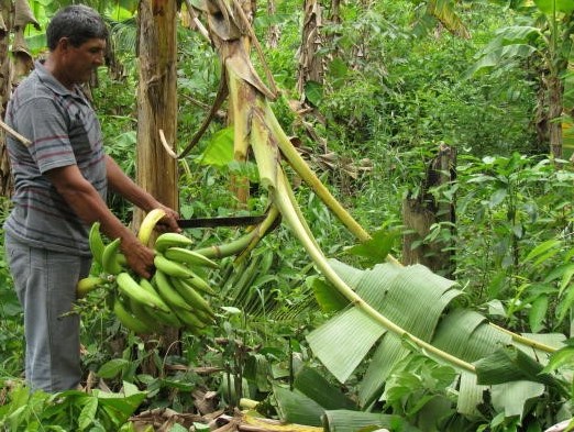A baixa qualidade na pós-colheita é considerado um dos principais problemas tecnológicos da bananicultura do estado do Acre. - Foto: Gilberto Nascimento
